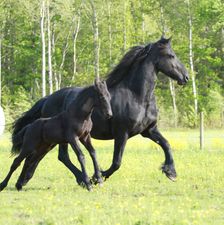 Freisian Horse